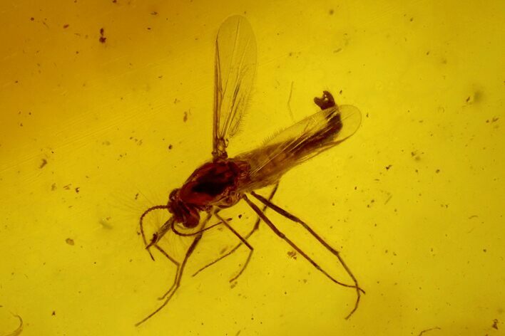 Two Fossil Flies (Diptera) In Baltic Amber #145398